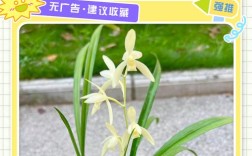 建兰名贵品种有哪些？