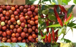 秋天种哪些粮食品种？