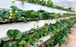 草莓无土栽培技术视频，新手如何快速上手？