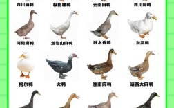 鸭子的品种有哪些图片