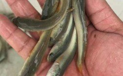 白乌鱼鱼苗养殖技术批发