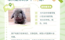 兔子品种有哪些？价格差异有多大？