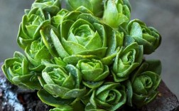 山地玫瑰品种大全图谱有哪些珍稀品种？