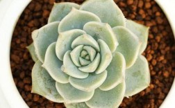 白牡丹多肉有哪些常见品种？