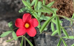 秋季种植酢浆草的品种