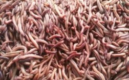 南宁收购蚯蚓价格现在多少？