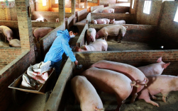 农民养猪技术视频怎么播放？