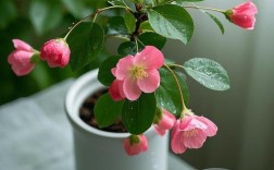 木本海棠品种怎么选？