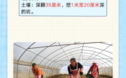 云南天麻怎么种？关键种植技术有哪些？