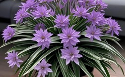 球兰垂吊哪个品种好