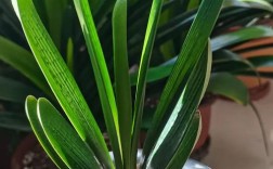 君子兰短叶都什么品种