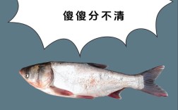 鳙鱼和白鲢杂交品种有何特性？