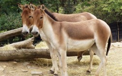 驴中体型最大的是哪个品种？