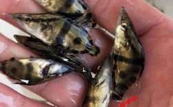 桂鱼苗5cm长，多少钱一条？