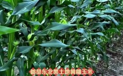 黑龙江农村适合种啥？