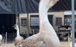 哪种鹅最凶猛？