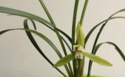 野生兰花品种如何快速识别？