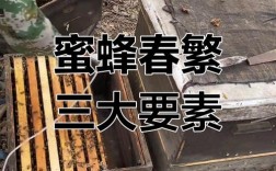 2025蜜蜂春繁技术有何新突破？