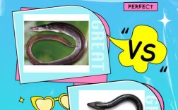 如何辨别鳗鱼优良品种？