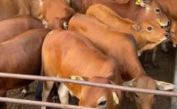 改良鲁西黄牛养殖技术有何创新？