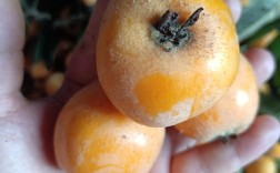 台湾大枇杷是哪种品种？