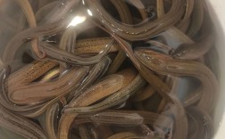 泥鳅黄鳝混养，技术要点有哪些？