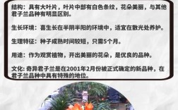 君子兰品种如何快速辨别？