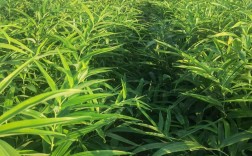 黄精种植技术有哪些？图片怎么种？