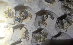 临沂蝎子价格 百度