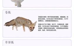 哪些狐狸品种能当宠物合法养？