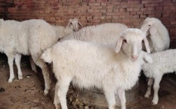 2012小尾寒羊价格