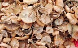 茶树菇种植技术视频播放