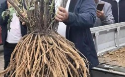 油用牡丹种植技术视频