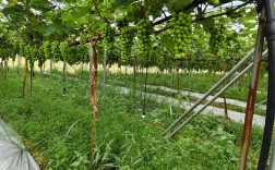 萄葡种植技术视频，怎么学才高效？