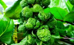 夏季甘蓝高产种植技术