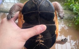 安缘龟2025年价格会涨还是跌？