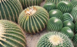 仙人掌品种有多少？附图片看差异。