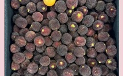 东魁杨梅到底分几个品种？