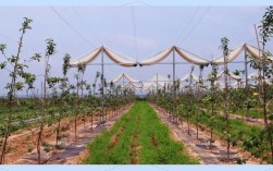 苹果密植栽培技术视频，如何高效密植提质增效？