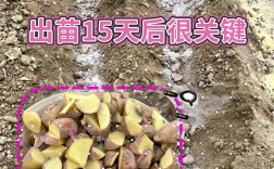 春季土豆高产栽培技术