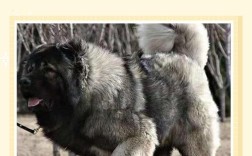 大型肉狗品种有哪些？