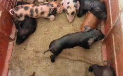 母猪品种产仔数怎么选？