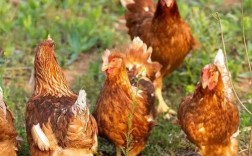 海兰褐蛋鸡养殖技术要点有哪些？