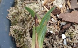 蕙兰也有矮小品种？具体有哪些？