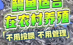 2025台湾鳗鱼苗价格会涨还是跌？