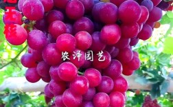 早熟葡萄品种有哪些？