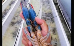 澳洲淡水龙虾市场价格多少钱一斤？