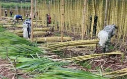 甘蔗种植技术图片，有哪些实用技巧？
