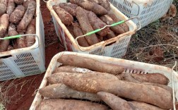 灵芝山药种植技术视频