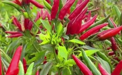 小米辣椒怎么种？技术图片看这里！